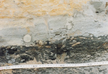 Glossifungites ichnofacies at Miocene Outcrops of Samarinda Area